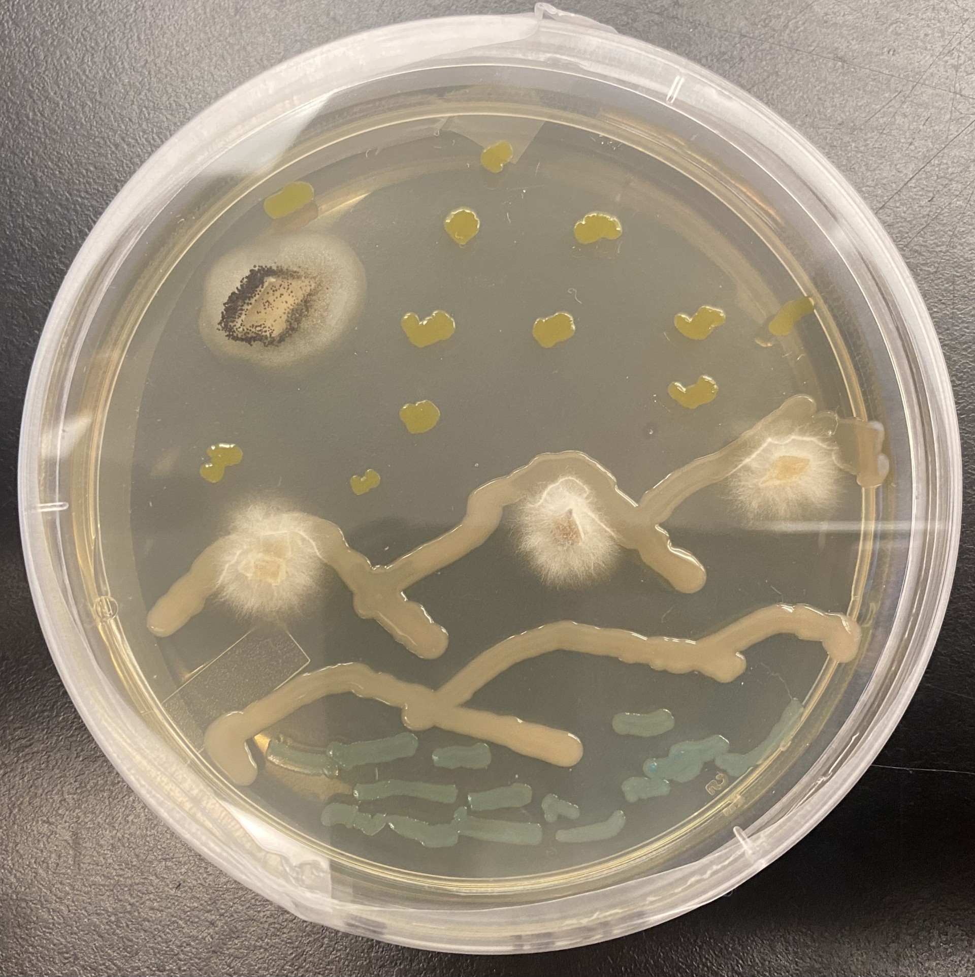 Mixing Science With Art: Biology of Microbes at CC