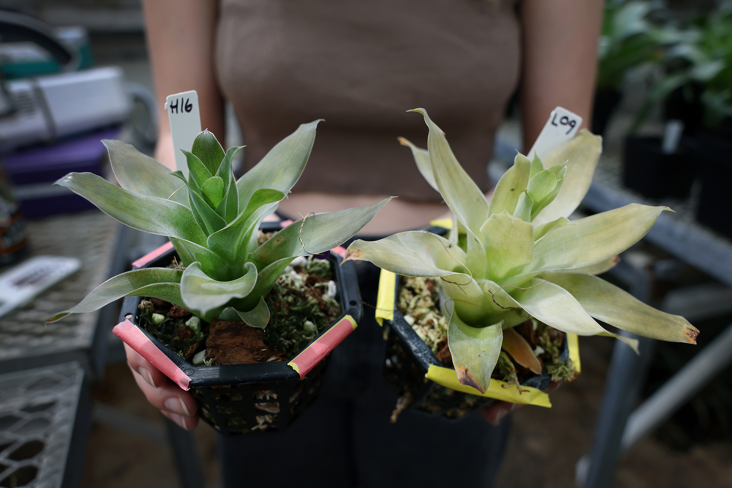 Organismal Biology & Ecology Department Receives NSF Grant