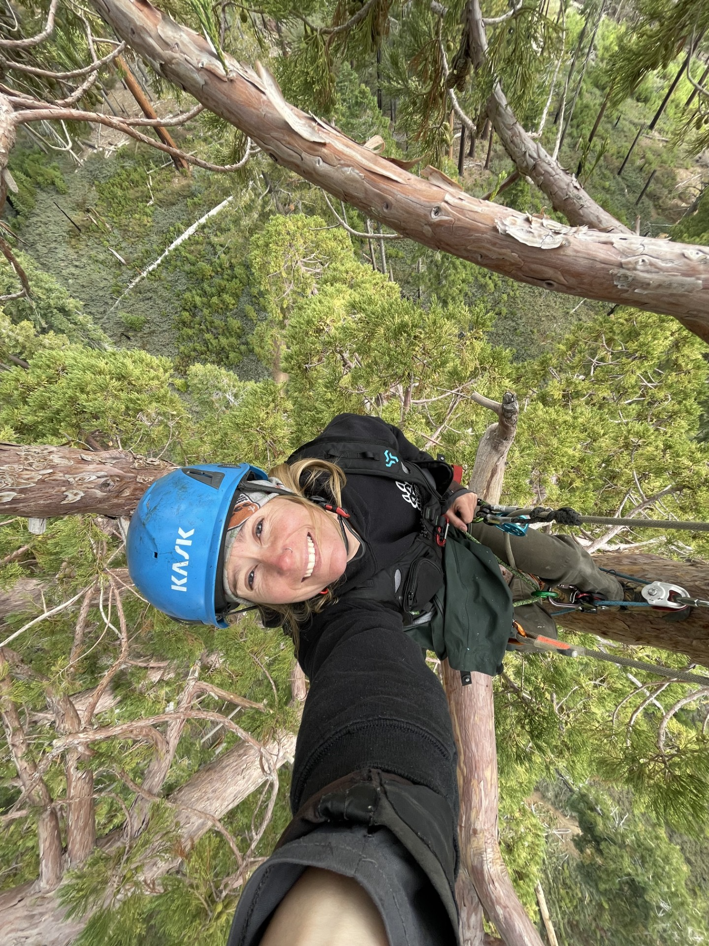 Erin Burk ’17 Works Dream Job Climbing Sequoia Trees